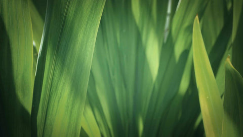 Tudo o Que Precisa de Saber Para Manter Plantas Felizes e Saudáveis em Casa