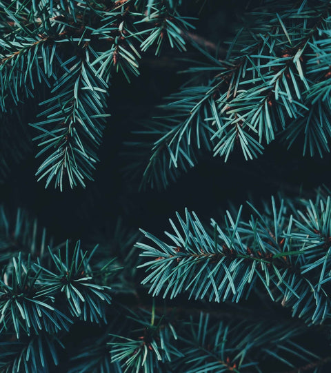 Crie um Magnífico Ambiente de Natal em Sua Casa
