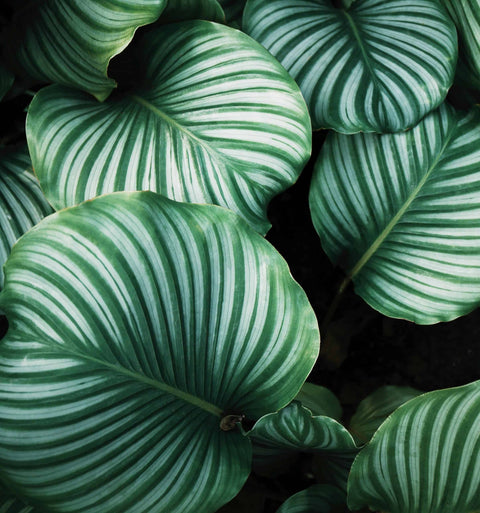 Plantas Que Purificam o Ar da Sua Casa